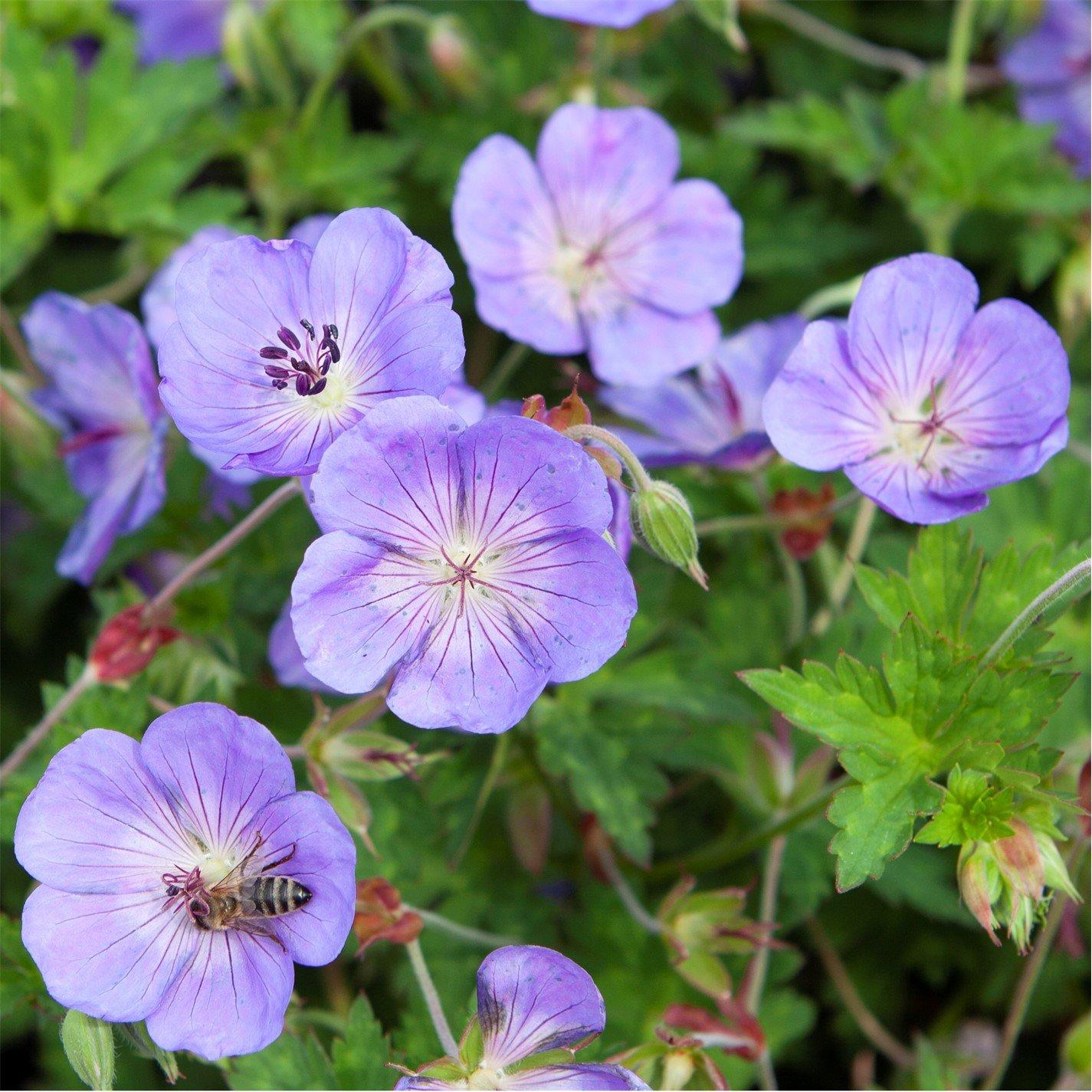 Yougarden  Geranium Rozanne 2L X 2 - Blue - 2 x 2L Pot