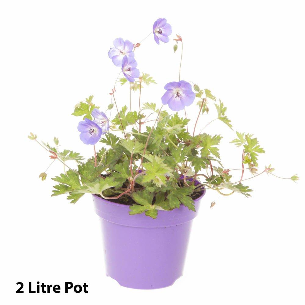 Blue - YouGarden - Geranium Rozanne 2L x 2 - 3