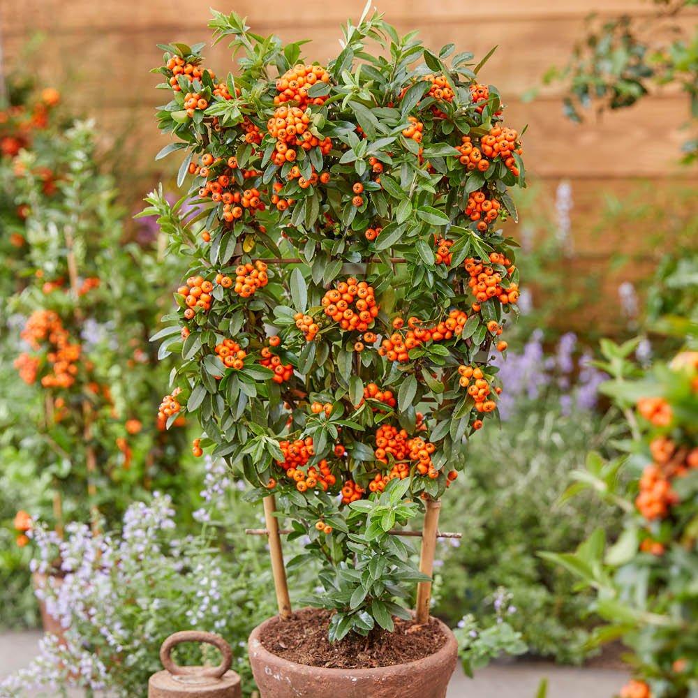 Multi - YouGarden - Pyracantha Orange Star (3 x 9cm Pots) - 1