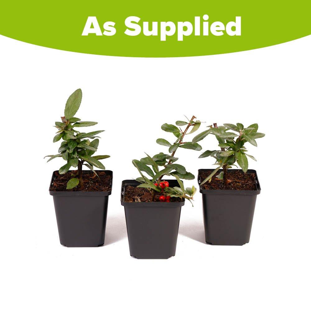 Multi - YouGarden - Pyracantha Orange Star (3 x 9cm Pots) - 4