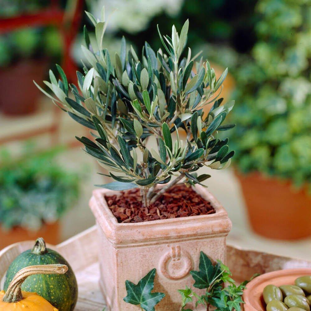 Yougarden  Mini Olive Tree 13Cm Pot 20Cm Tall - Green - 13cm Pot
