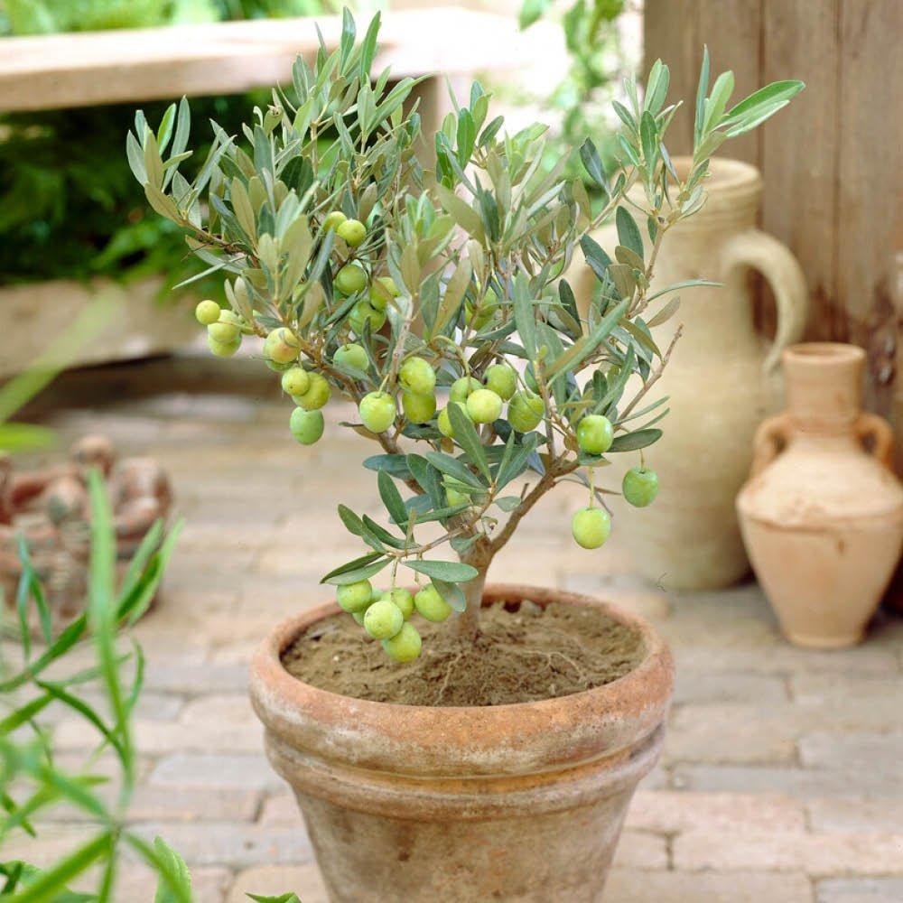 Green - YouGarden - Mini Olive Tree 13cm pot 20cm tall - 2