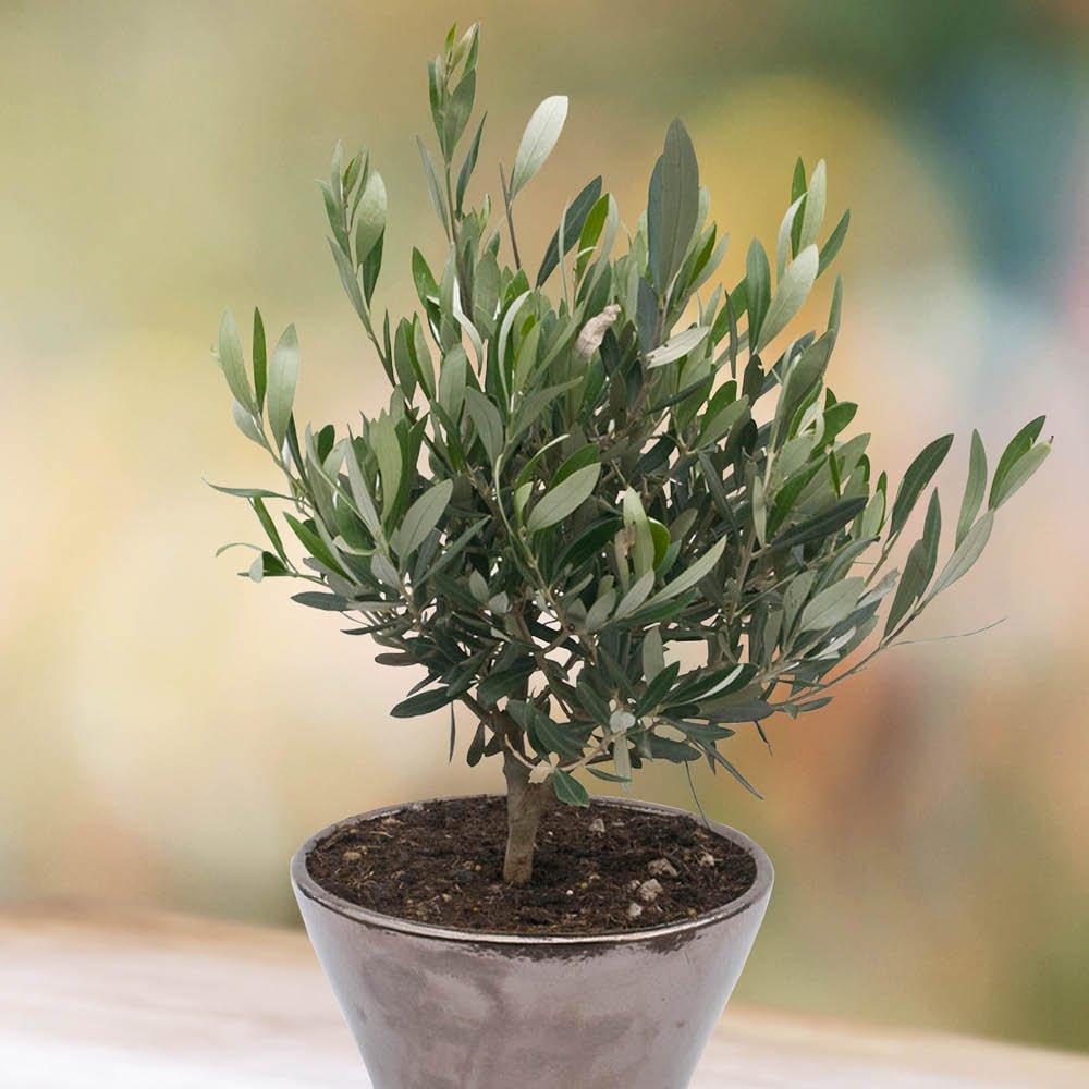 Green - YouGarden - Mini Olive Tree 13cm pot 20cm tall - 3
