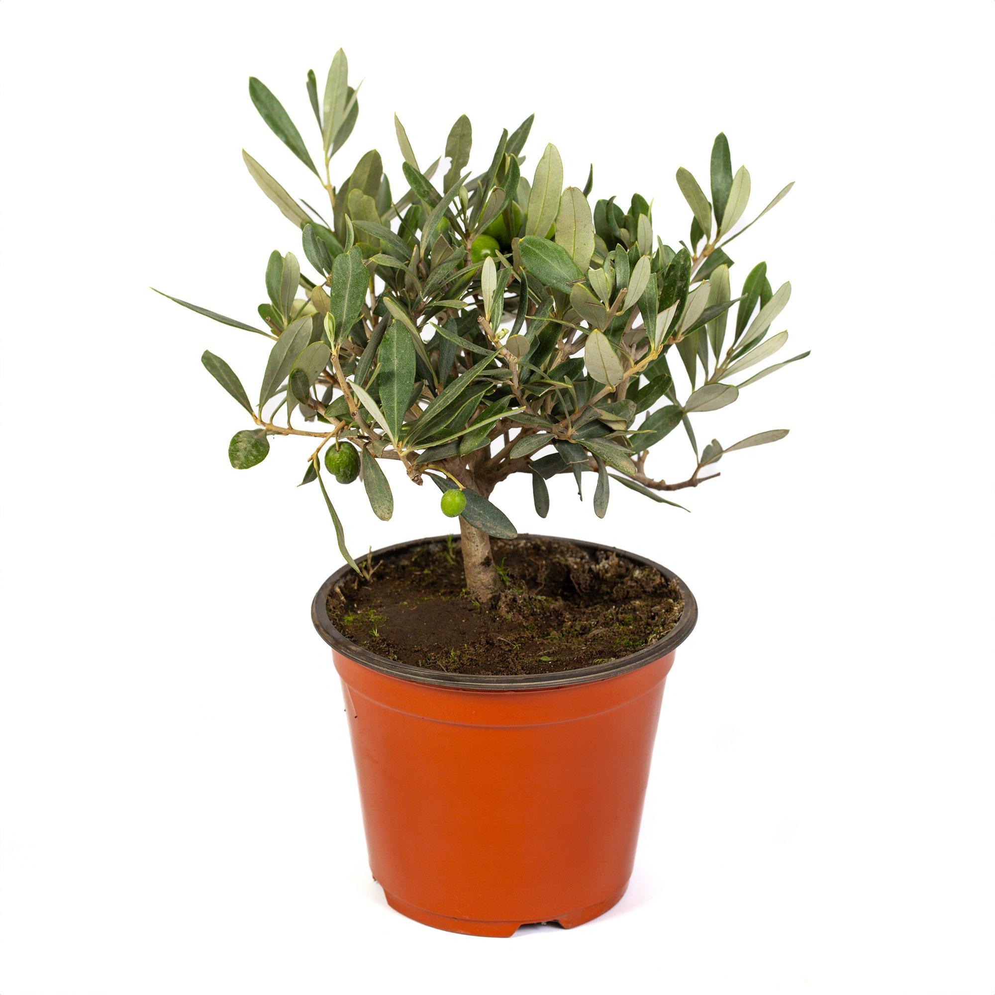 Green - YouGarden - Mini Olive Tree 13cm pot 20cm tall - 4