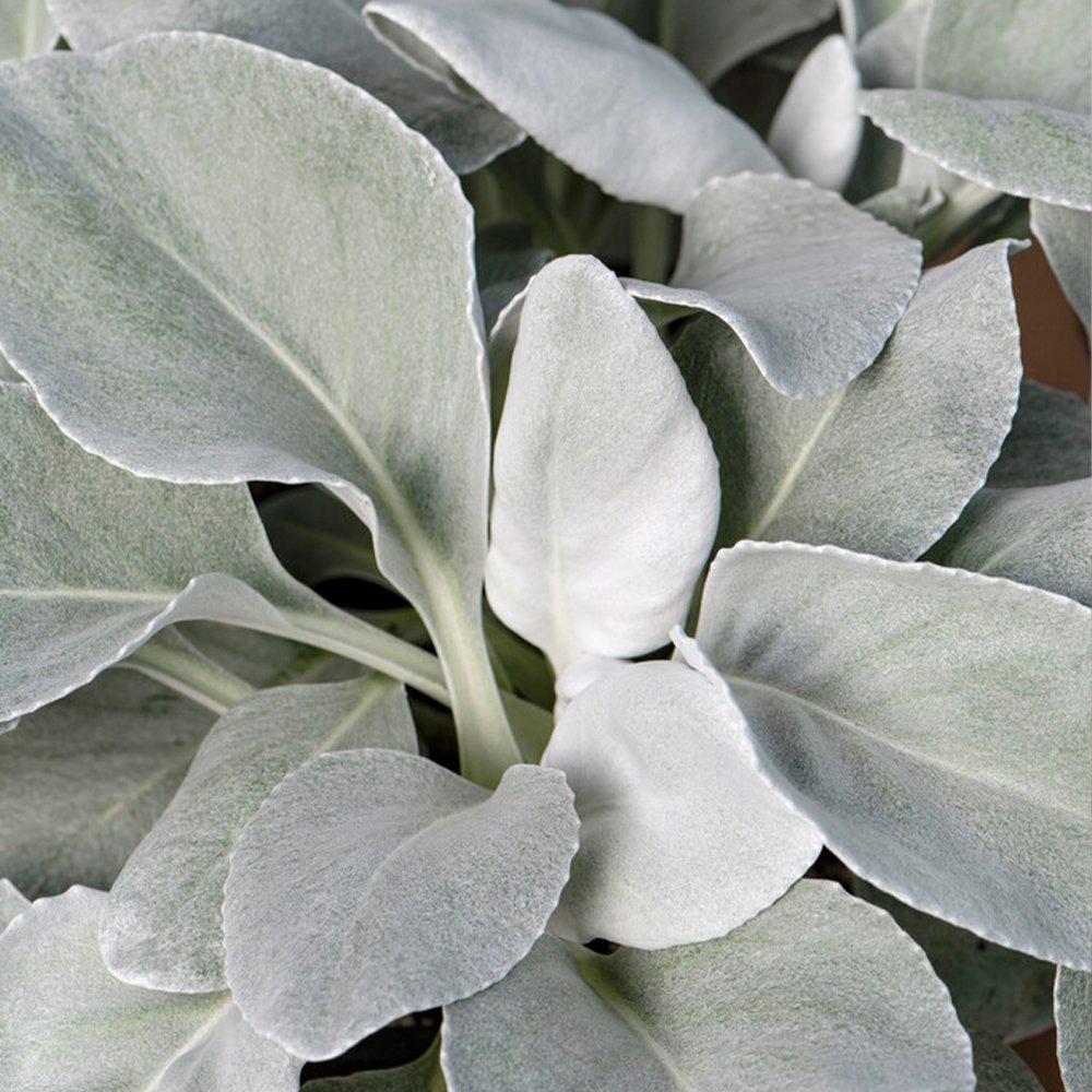 Yougarden  Senecio Angel Wings (9Cm Pot) - Green - 1x 9cm Po