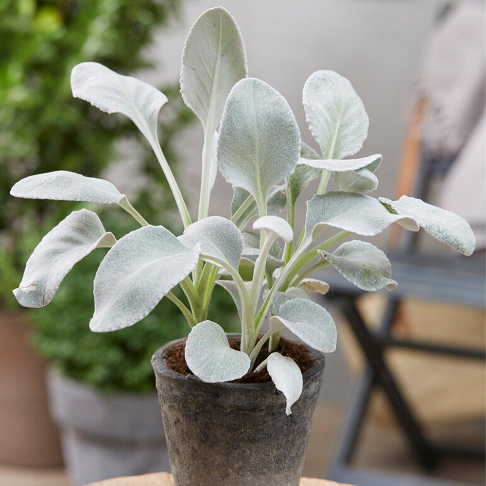Green - YouGarden - Senecio Angel Wings (9cm Pot) - 2
