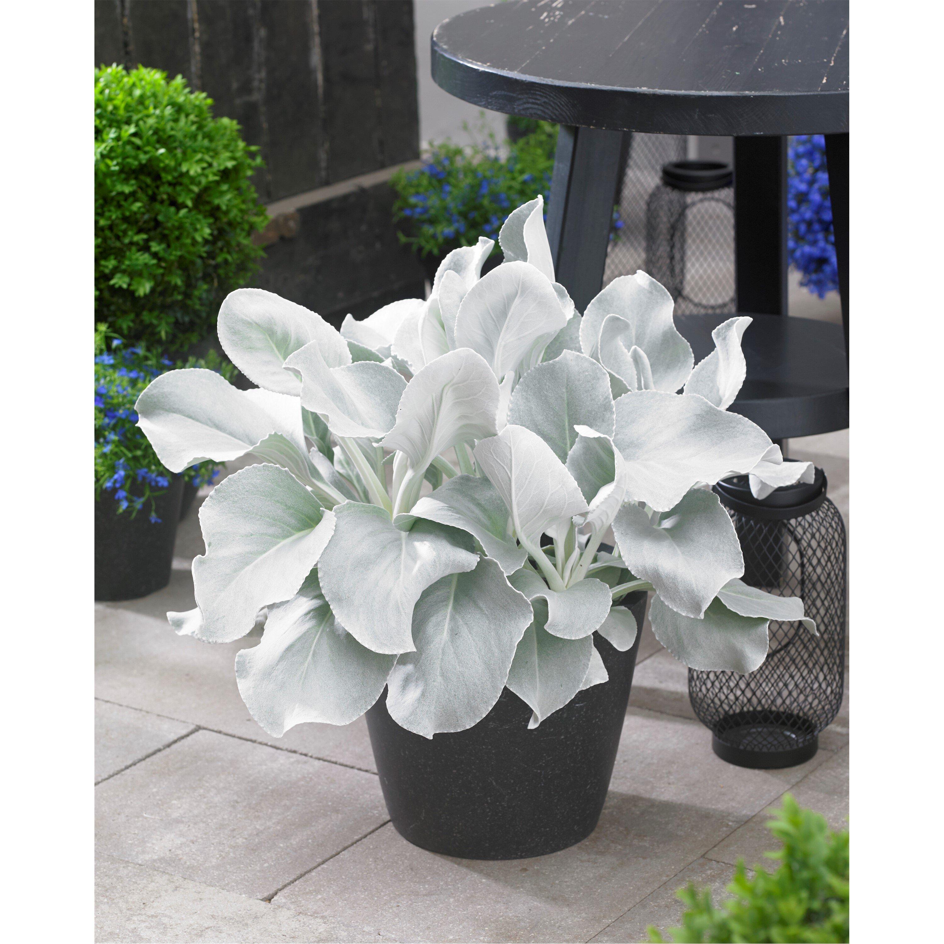 Green - YouGarden - Senecio Angel Wings (9cm Pot) - 3