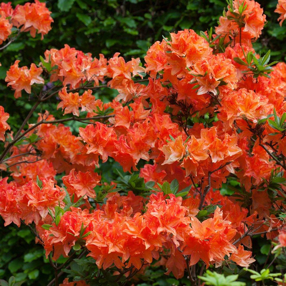 Yougarden  Azalea Japonica (3 X 9Cm Pots) Orange - 3x 9cm Pot