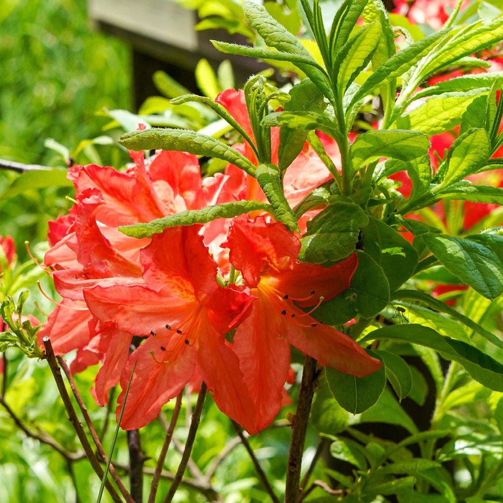 Orange - YouGarden - Azalea japonica Orange (3 x 9cm Pots) - 2