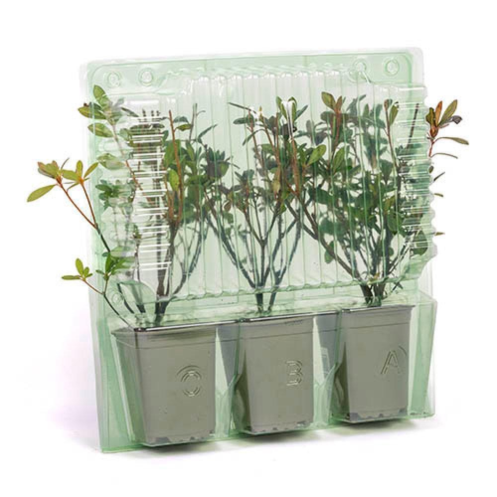 Orange - YouGarden - Azalea japonica Orange (3 x 9cm Pots) - 3