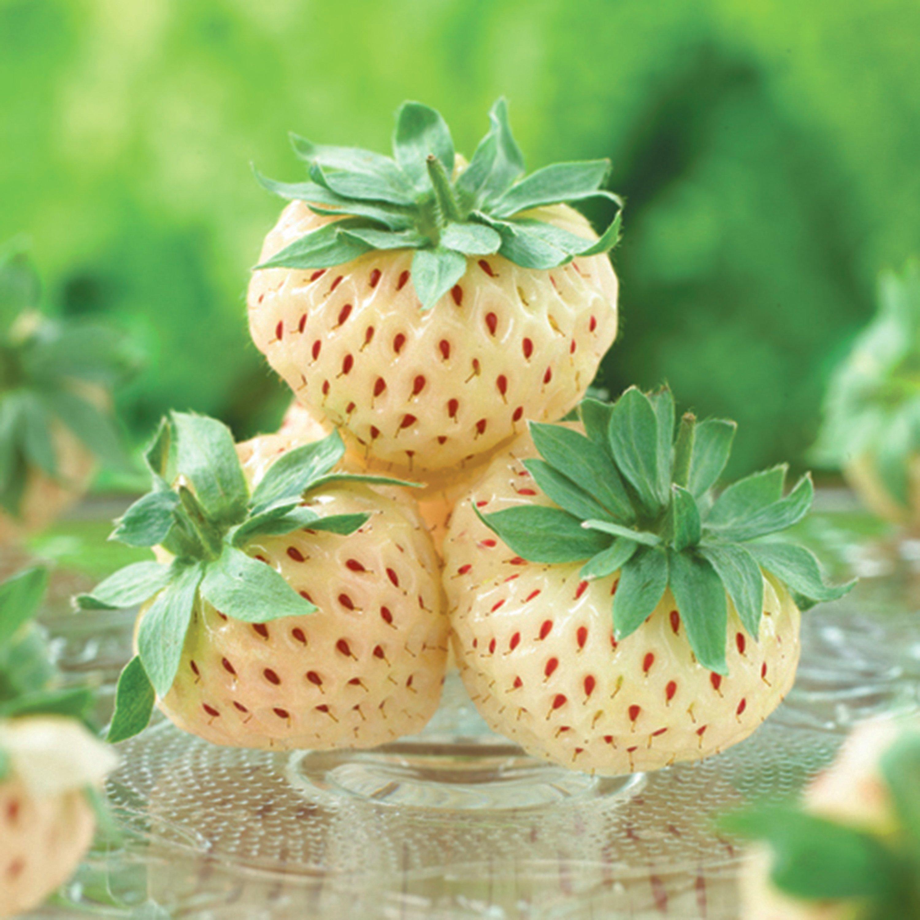 Multi - YouGarden - White Strawberry (Pineberry) - Pack of 3 Potted - 1