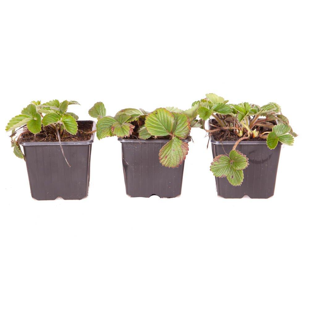 Multi - YouGarden - White Strawberry (Pineberry) - Pack of 3 Potted - 2