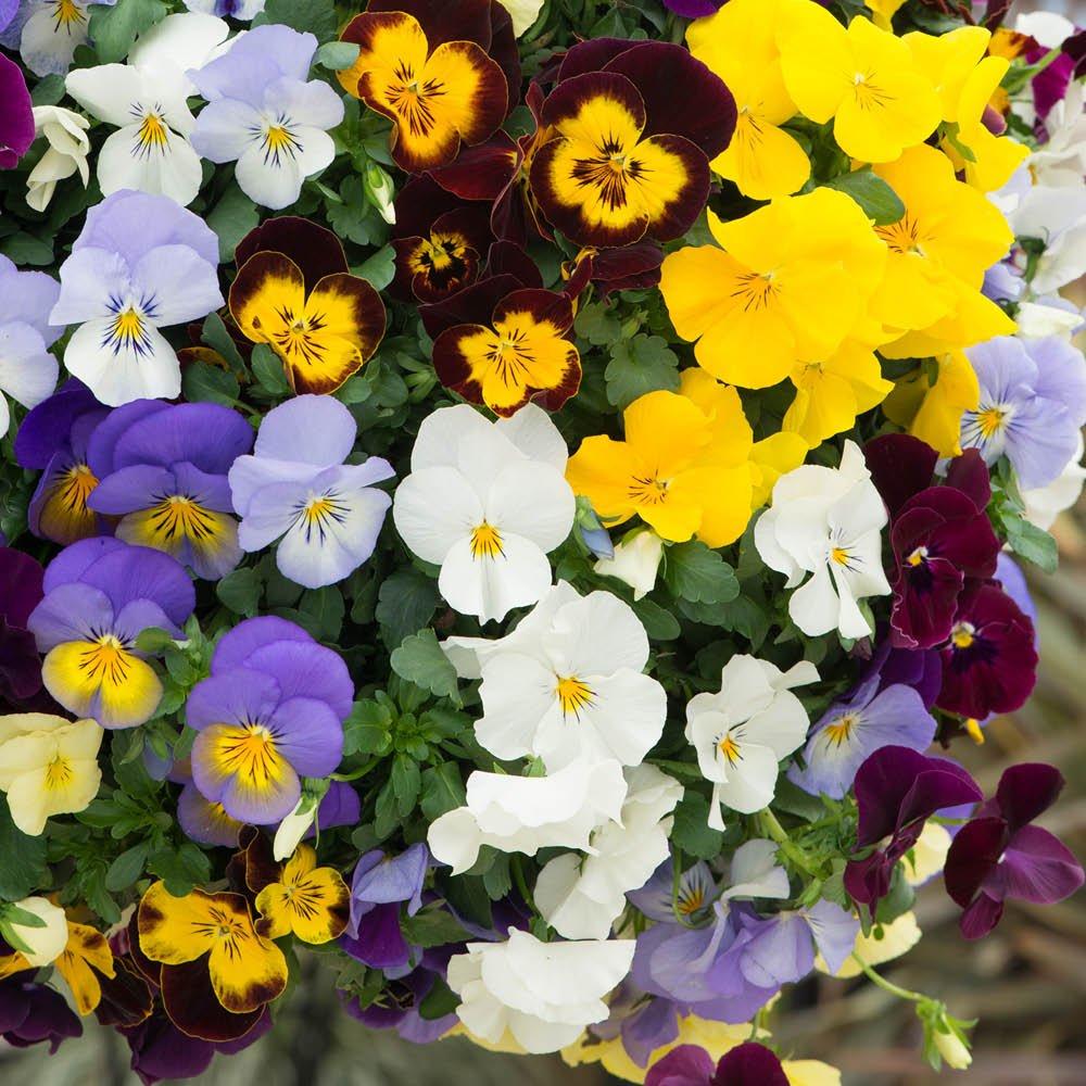 Multi - YouGarden - Pansy Cool Wave (20 Garden Ready Plants) - 1