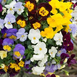 YouGarden Pansy Cool Wave (20 Garden Ready Plants)