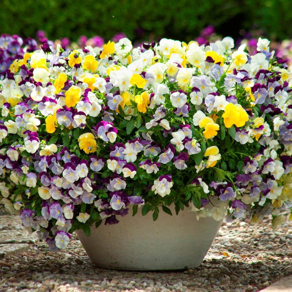 Multi - YouGarden - Pansy Cool Wave (20 Garden Ready Plants) - 2