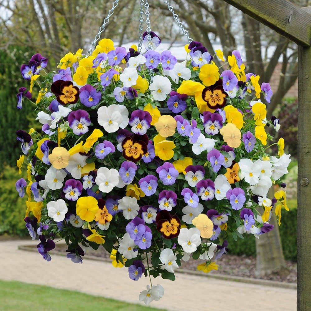Multi - YouGarden - Pansy Cool Wave (20 Garden Ready Plants) - 3