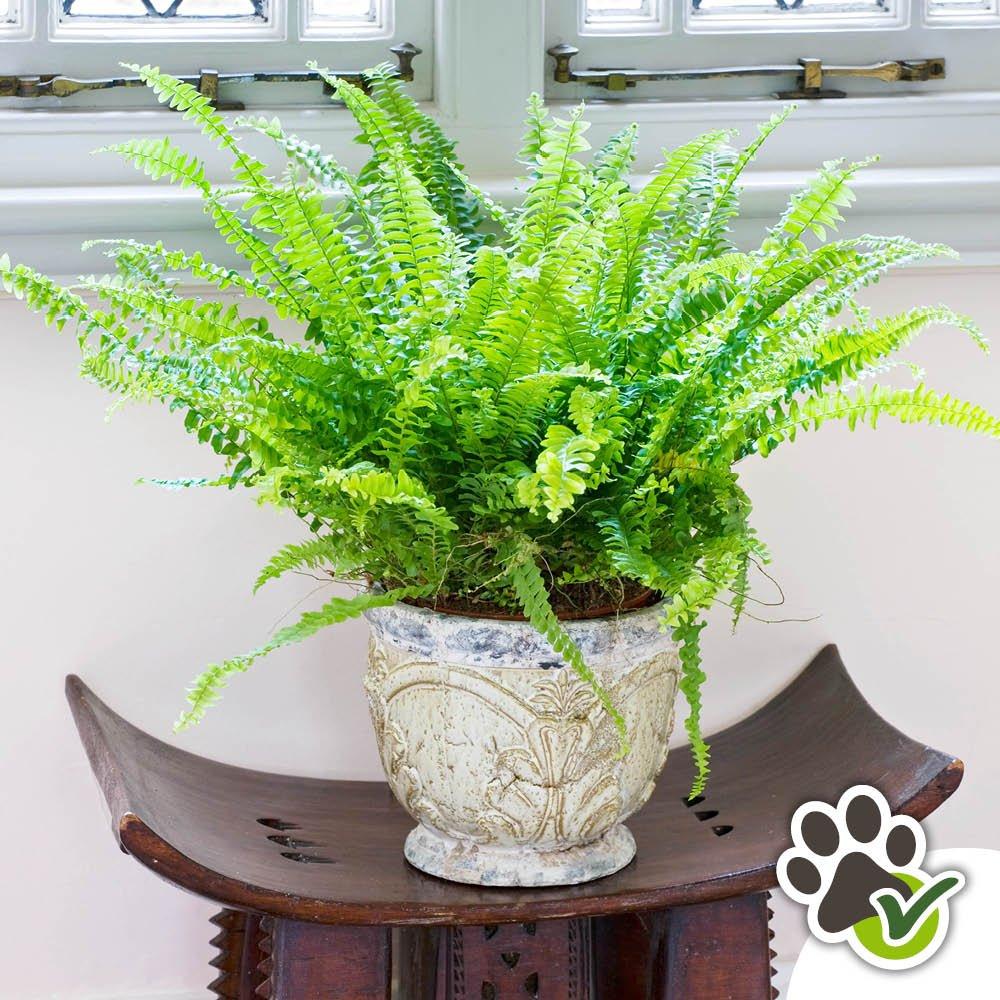 Multi - YouGarden - Boston Fern & Cover Pot - 1