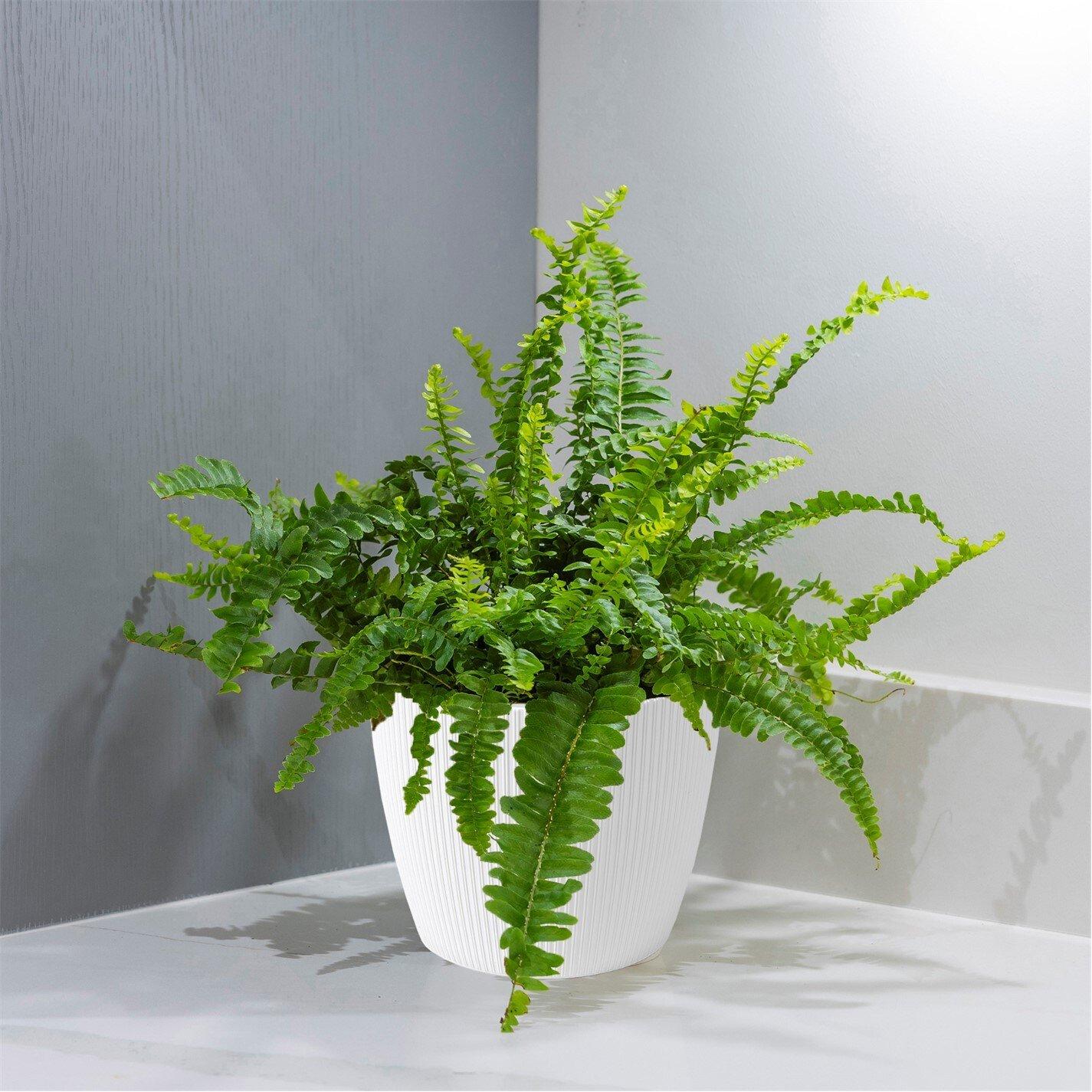 Multi - YouGarden - Boston Fern & Cover Pot - 2