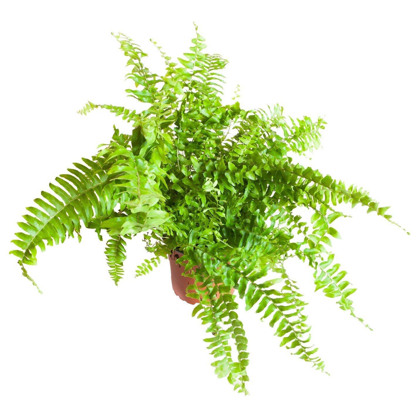 Multi - YouGarden - Boston Fern & Cover Pot - 3