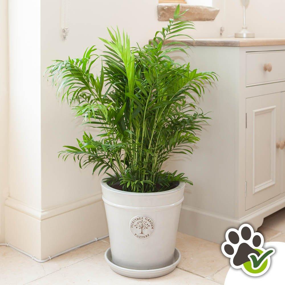 Yougarden  Chamaedorea Elegans & Cover Pot -  - 12cm pot