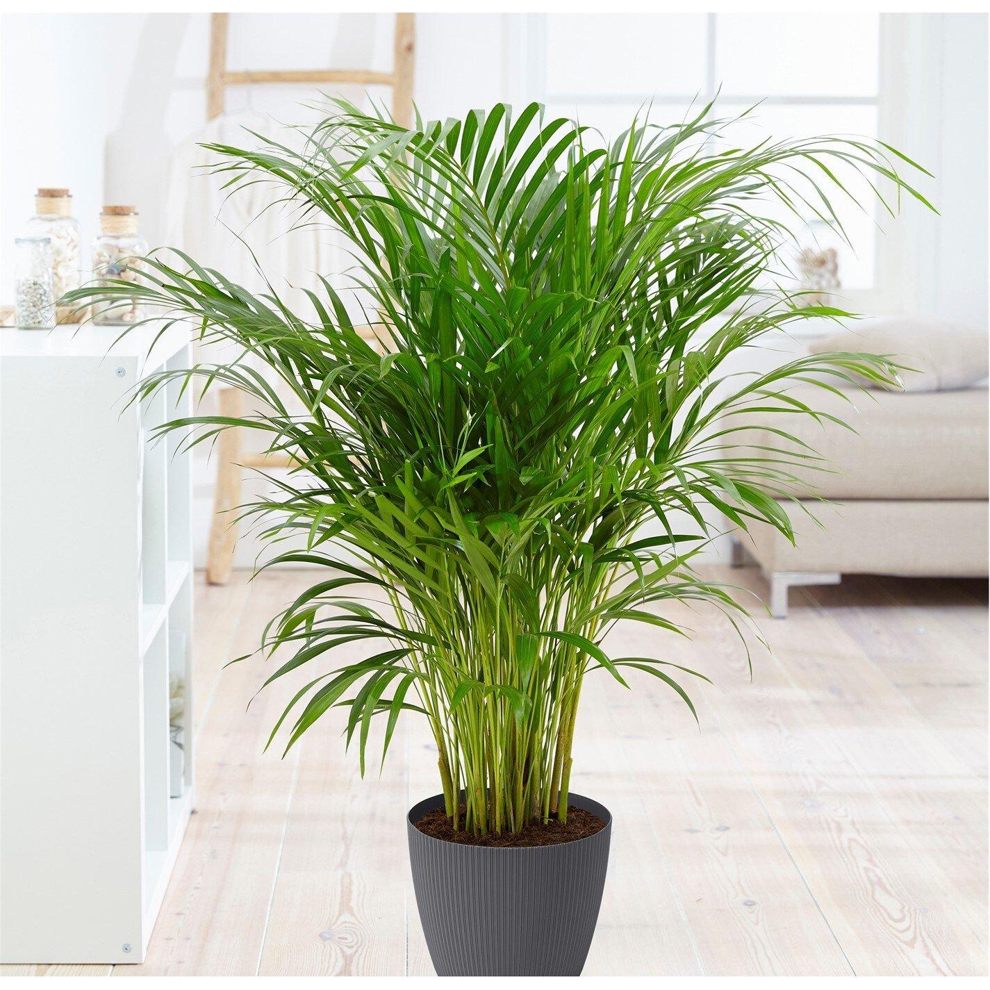 Multi - YouGarden - Chamaedorea elegans & Cover Pot - 2