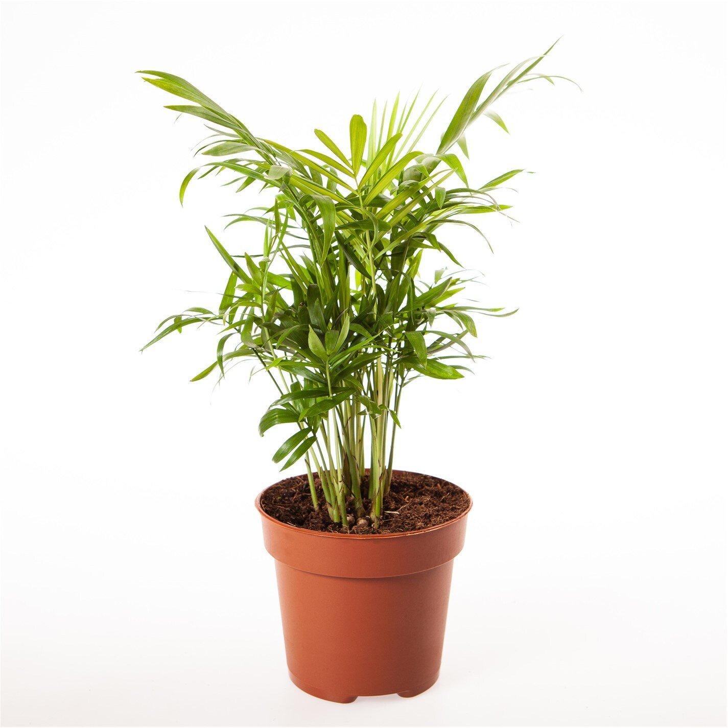 Multi - YouGarden - Chamaedorea elegans & Cover Pot - 3