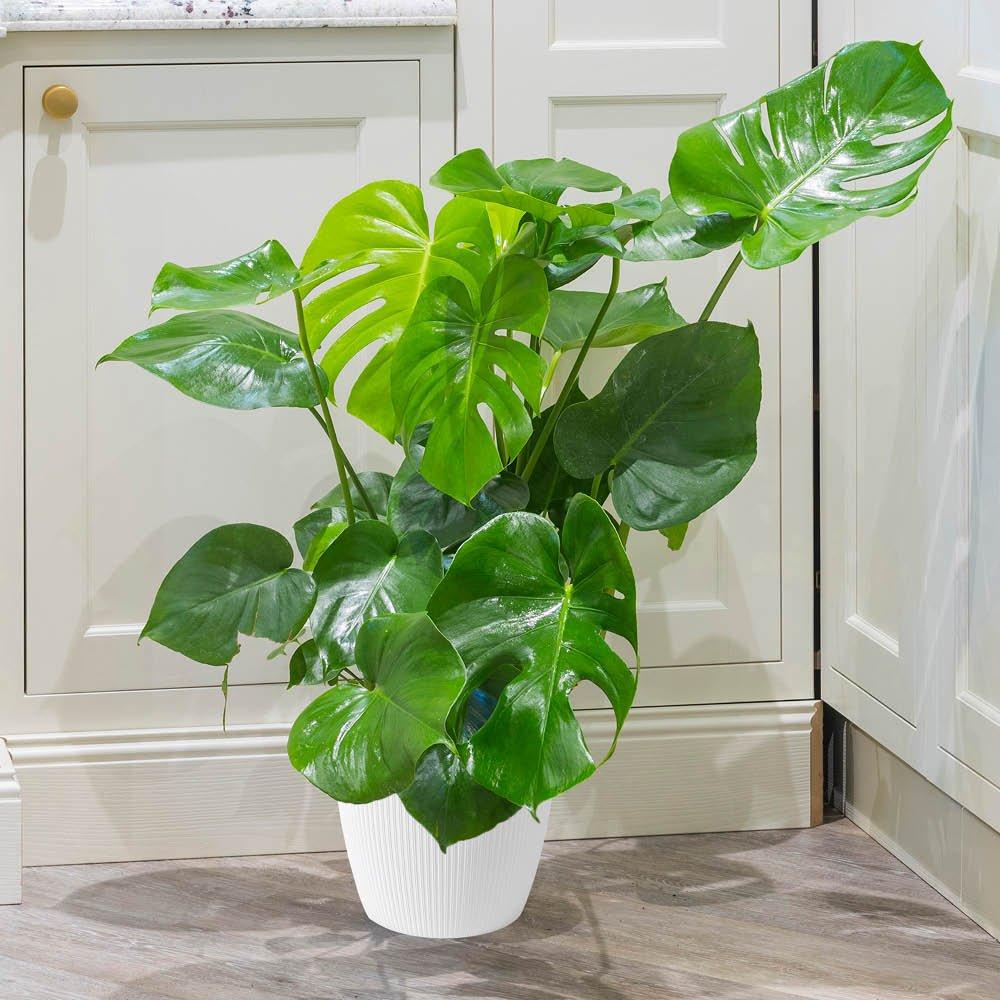 Multi - YouGarden - Monstera deliciosa & Cover Pot - 1