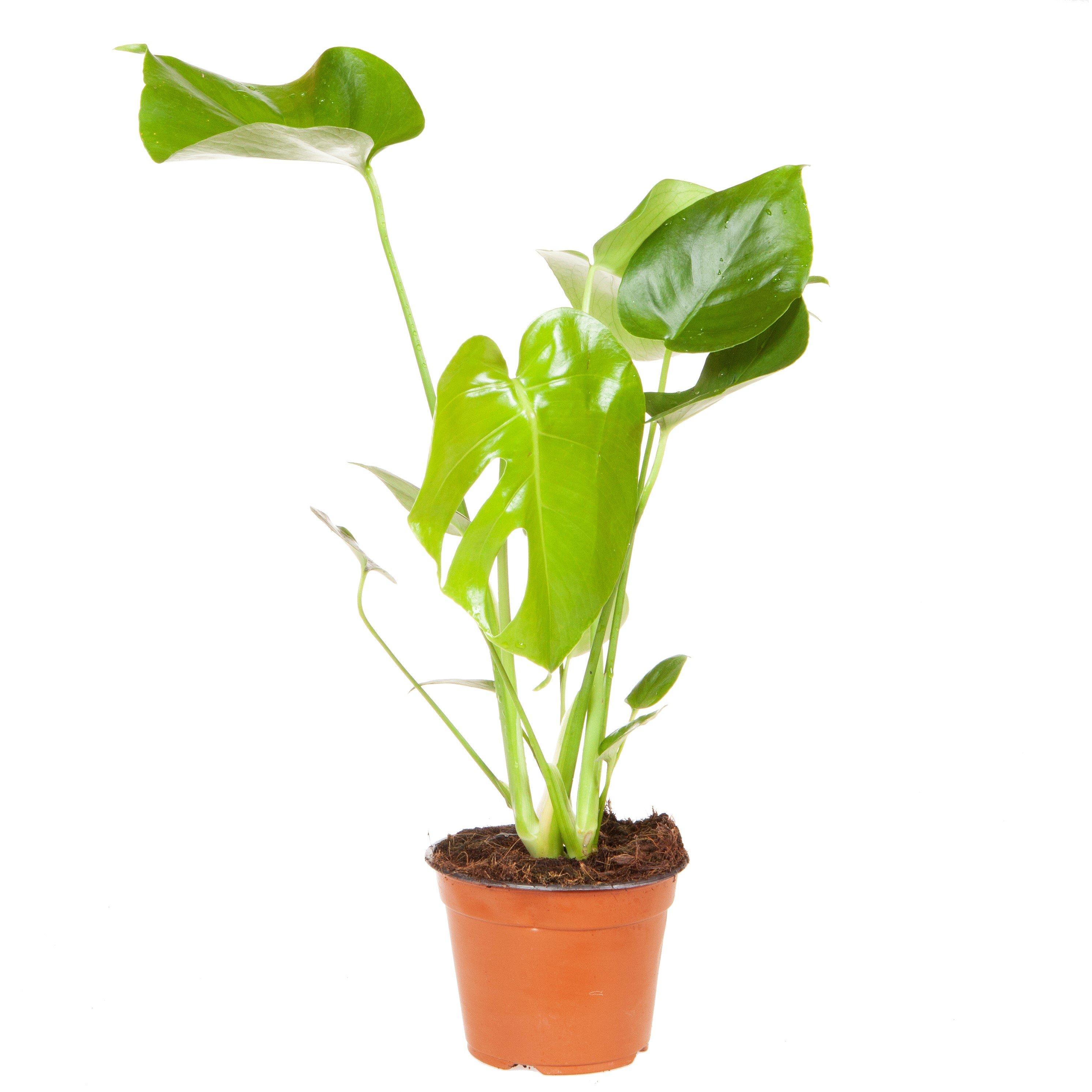 Multi - YouGarden - Monstera deliciosa & Cover Pot - 3