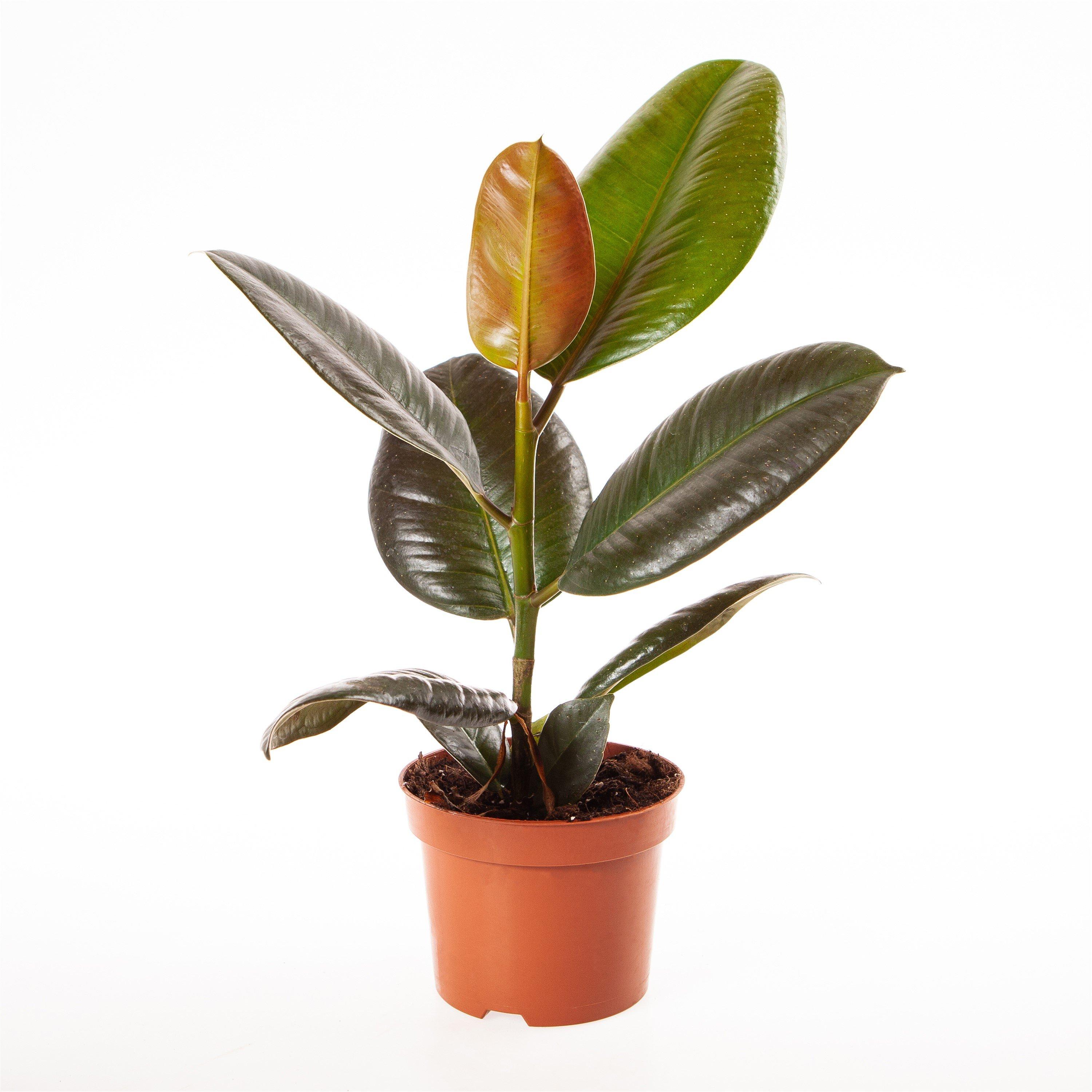 Multi - YouGarden - Ficus elastica & Cover Pot - 3