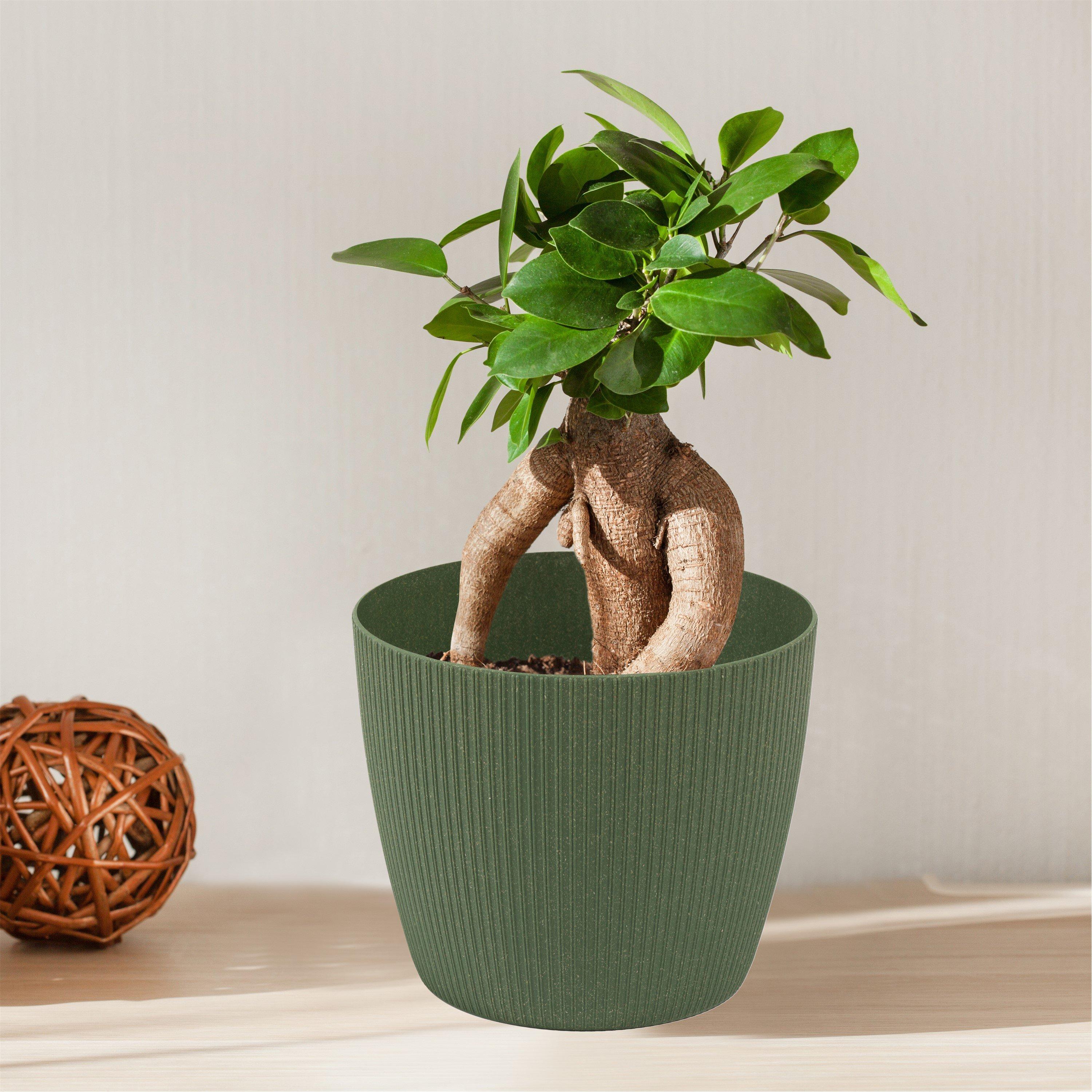 Multi - YouGarden - Ficus microcarpa Ginseng & Cover Pot - 1