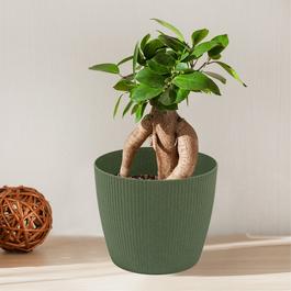 YouGarden Ficus microcarpa Ginseng & Cover Pot
