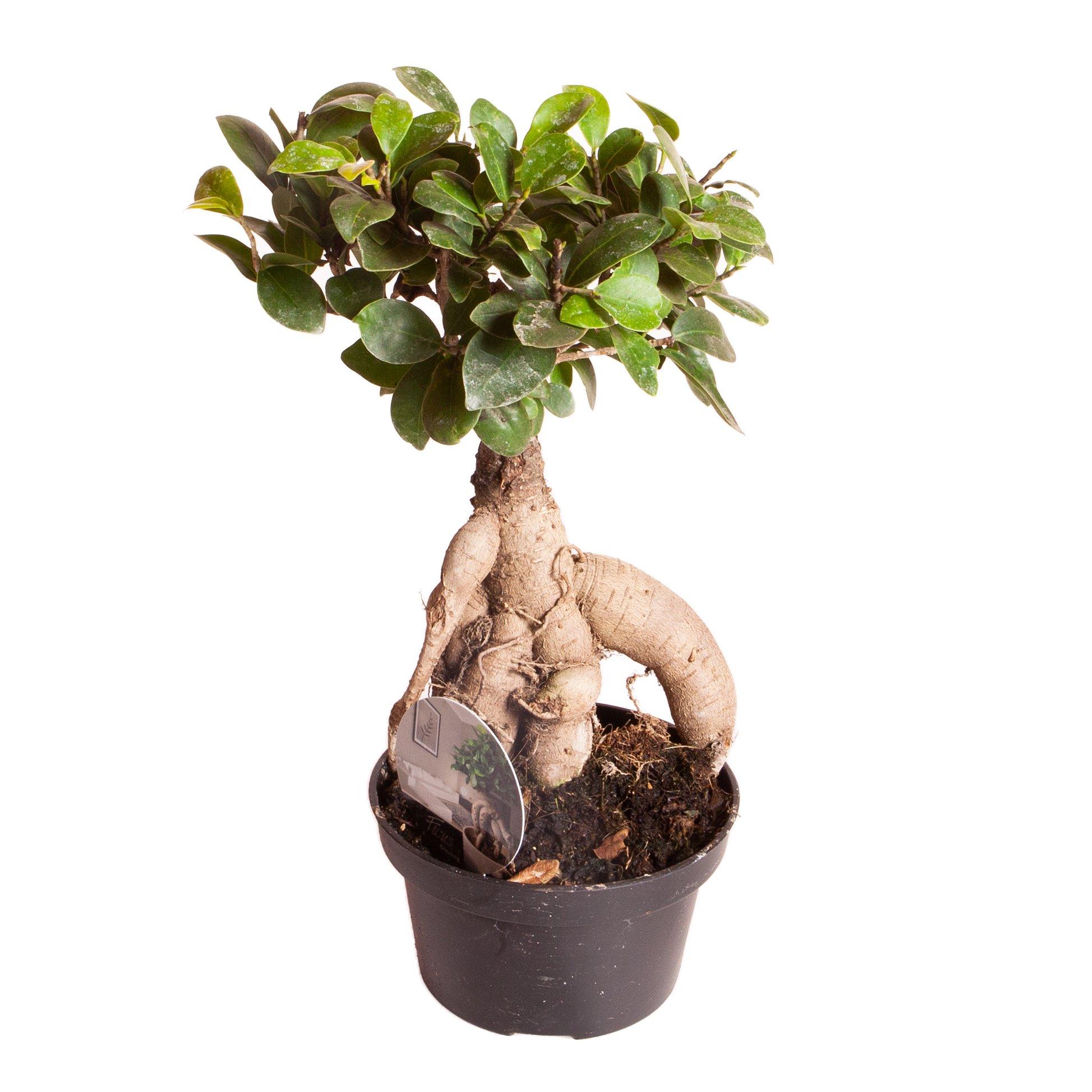 Multi - YouGarden - Ficus microcarpa Ginseng & Cover Pot - 3