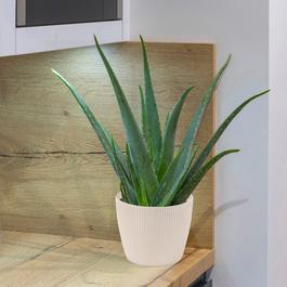 YouGarden Aloe vera & Cover Pot