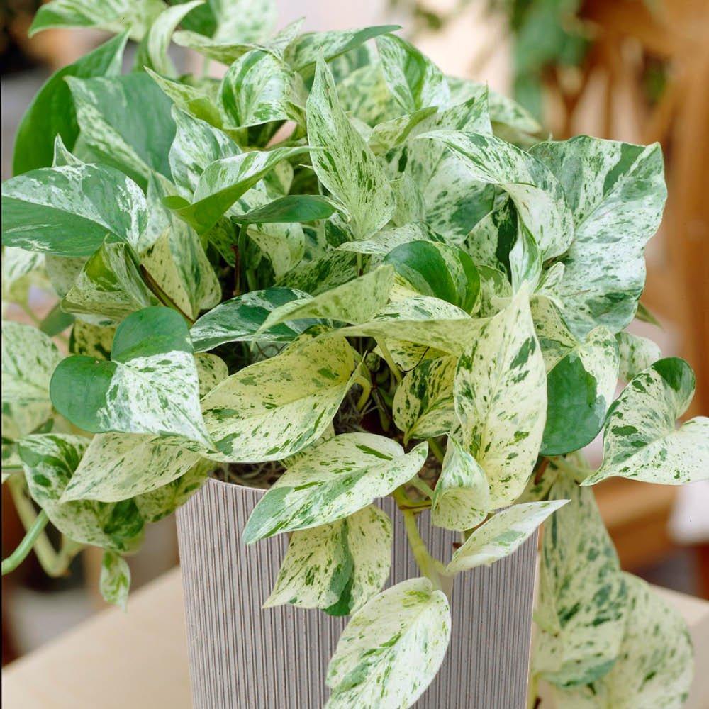 Yougarden Unisex Multi Epipremnum Pinnatum Marble Queen & Cover Pot