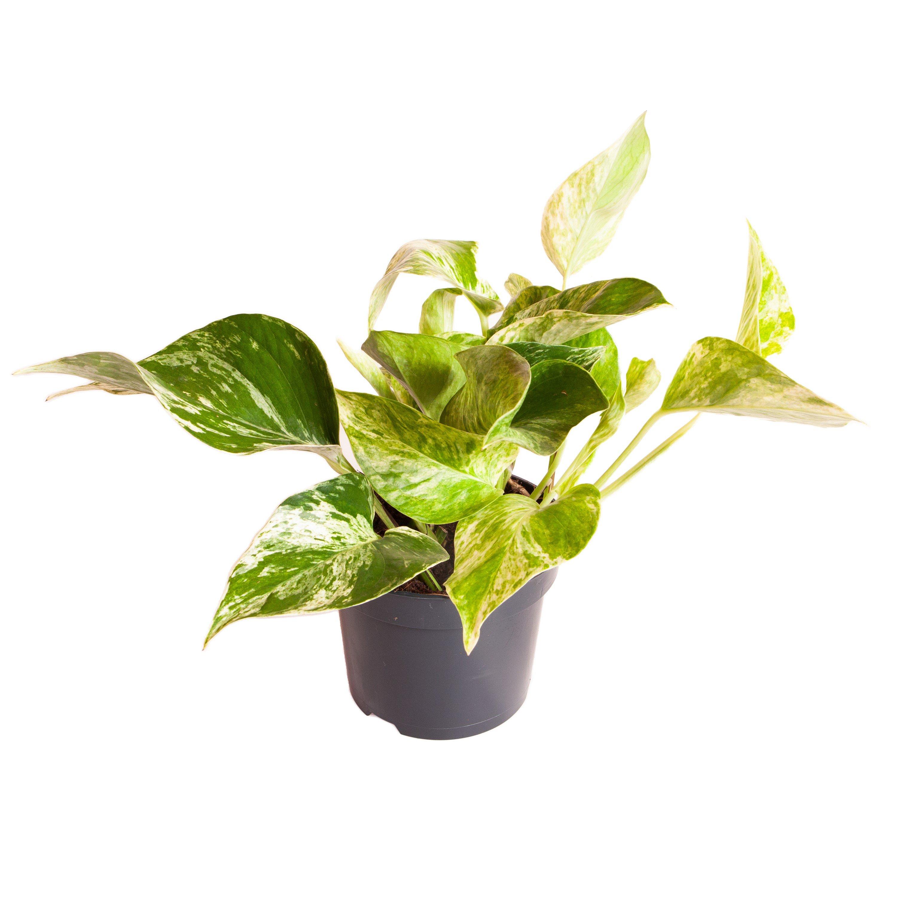 Multi - YouGarden - Epipremnum pinnatum Marble Queen & Cover Pot - 4