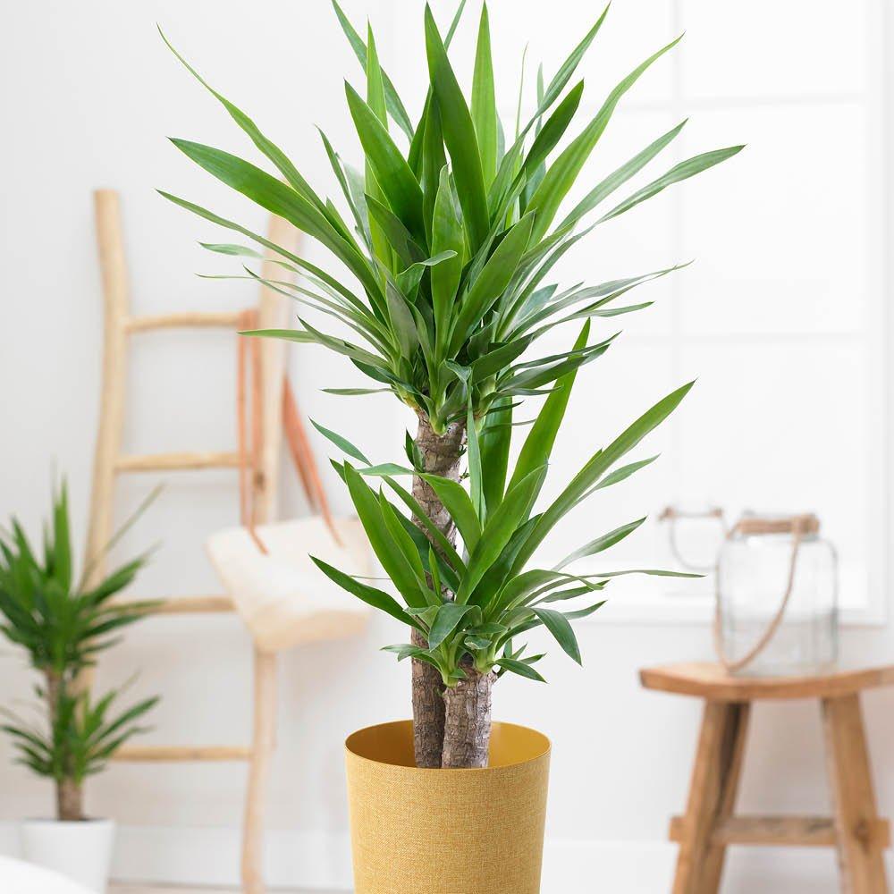 Multi - YouGarden - Double Stem Yucca & Cover Pot - 2