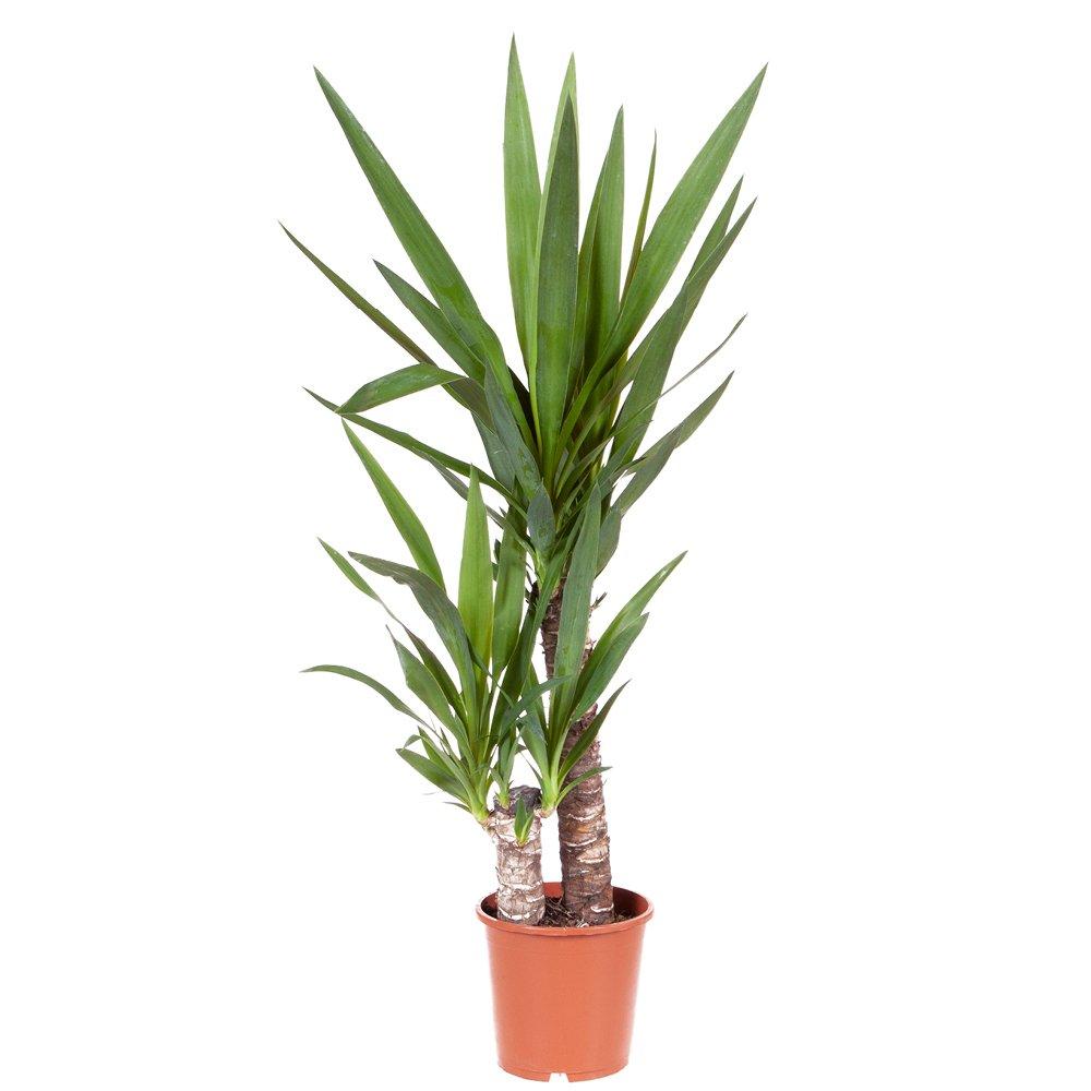 Multi - YouGarden - Double Stem Yucca & Cover Pot - 4
