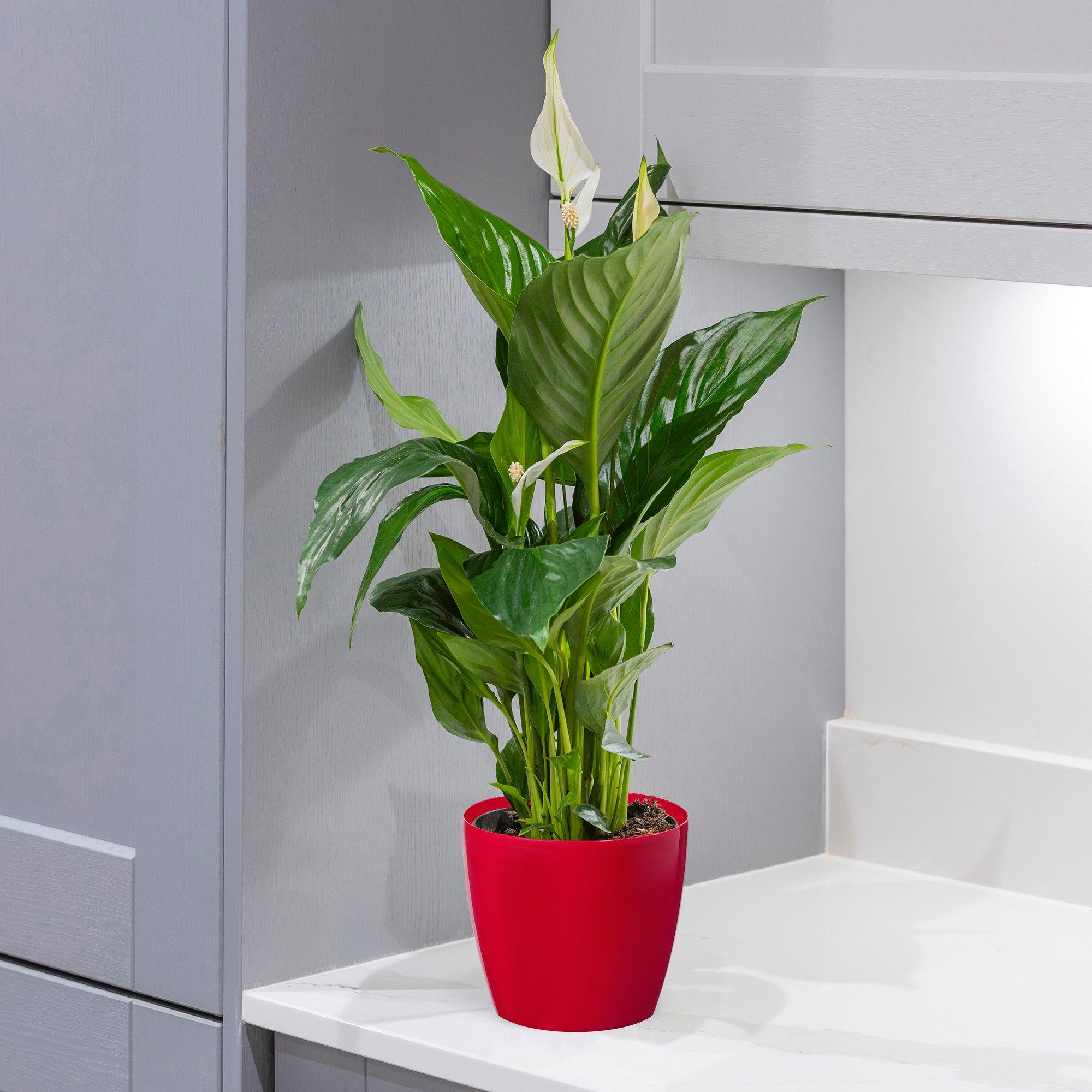 Multi - YouGarden - Spathiphyllum Sweet Silver & Cover Pot - 1