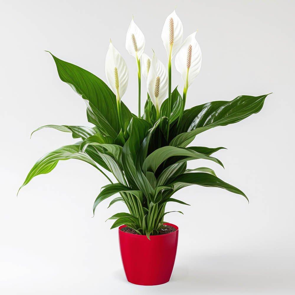 Multi - YouGarden - Spathiphyllum Sweet Silver & Cover Pot - 2