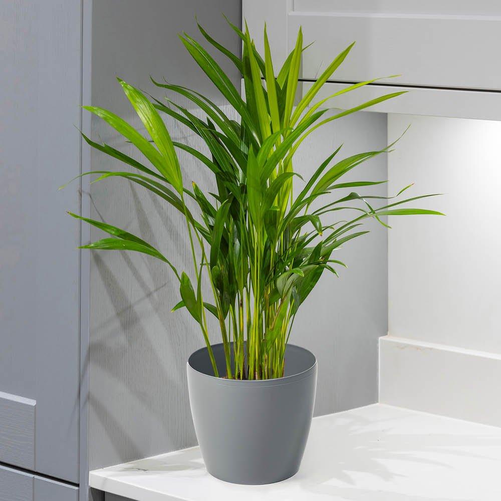 Yougarden  Areca Palm & Cover Pot -  - 14cm pot