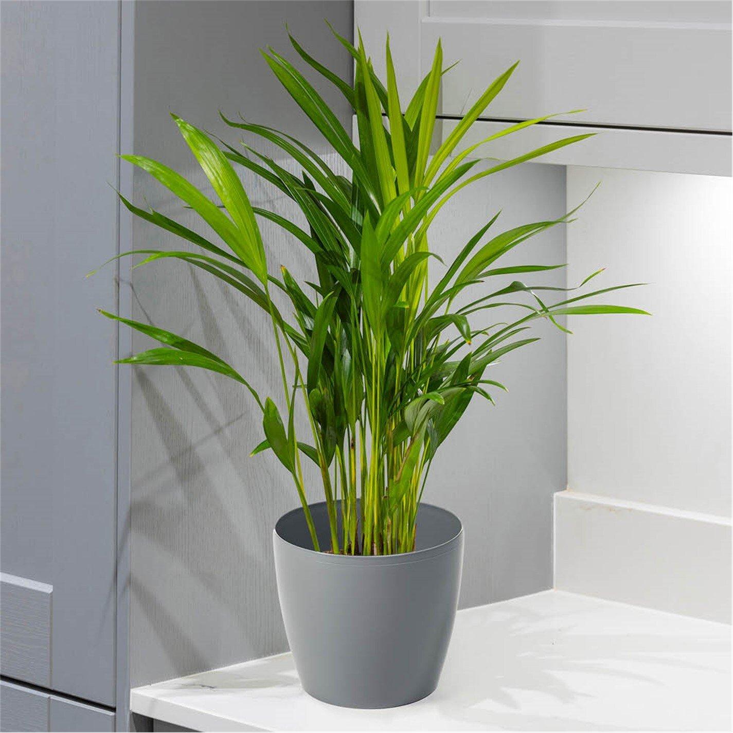 Multi - YouGarden - Areca palm & Cover Pot - 2