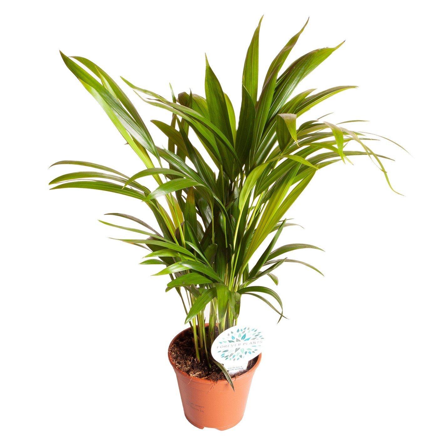 Multi - YouGarden - Areca palm & Cover Pot - 3