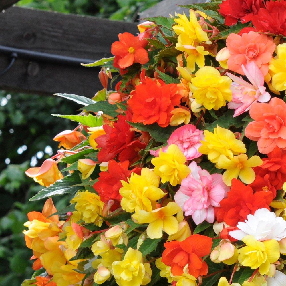 Yougarden  Begonia Illumination Mix (20 Garden Ready Plants) -  - 20 Plants