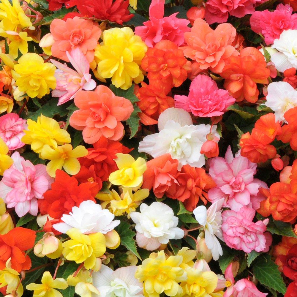 Multi - YouGarden - Begonia Illumination Mix (20 Garden Ready Plants) - 3
