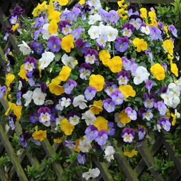 YouGarden Pair of Pansy Cool Wave Hanging Baskets (25cm)