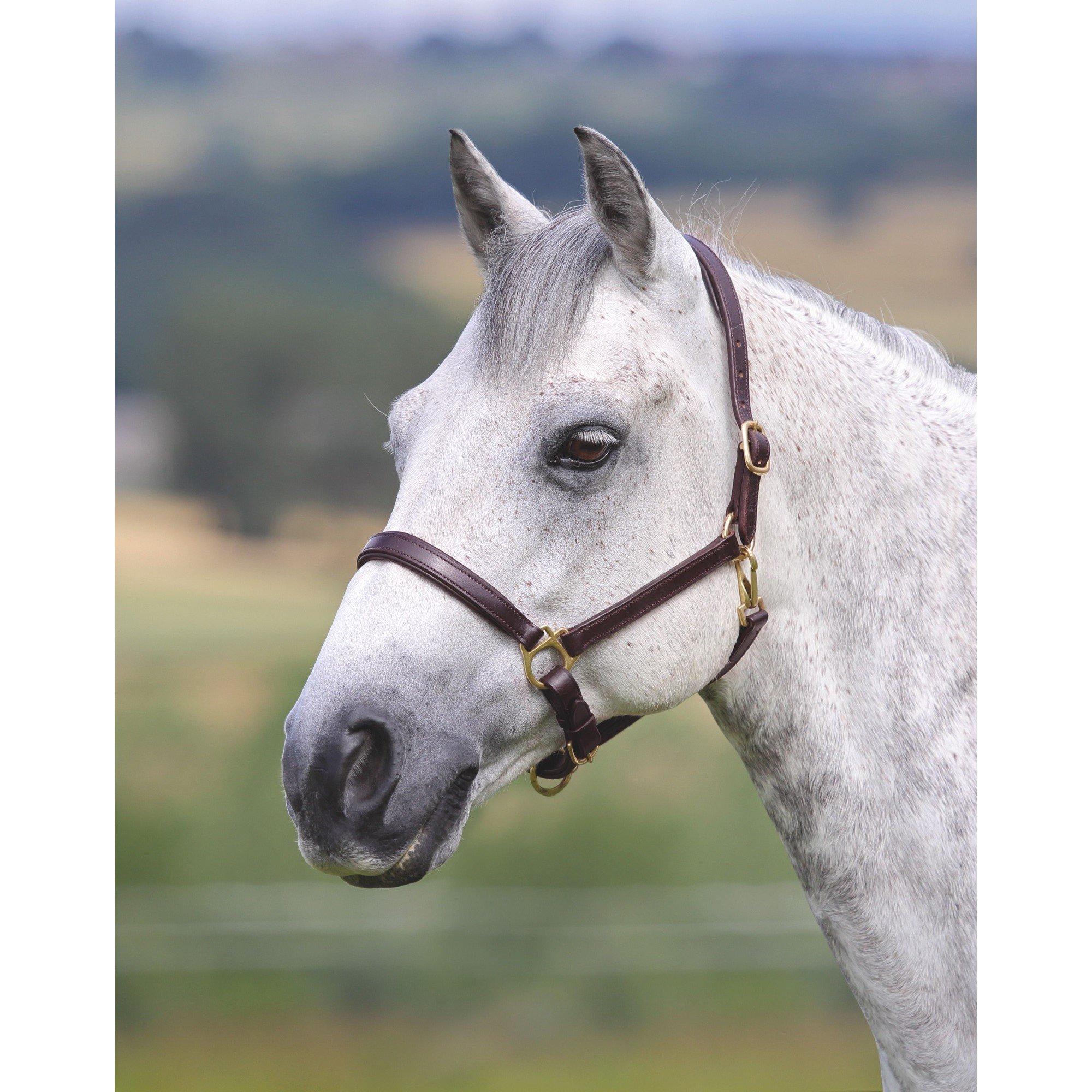 Hav - Shires - Velocito Gara Ragley Lined Headcollar
