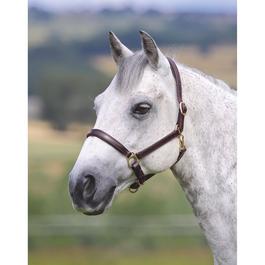 Shires Velocito Gara Ragley Lined Headcollar