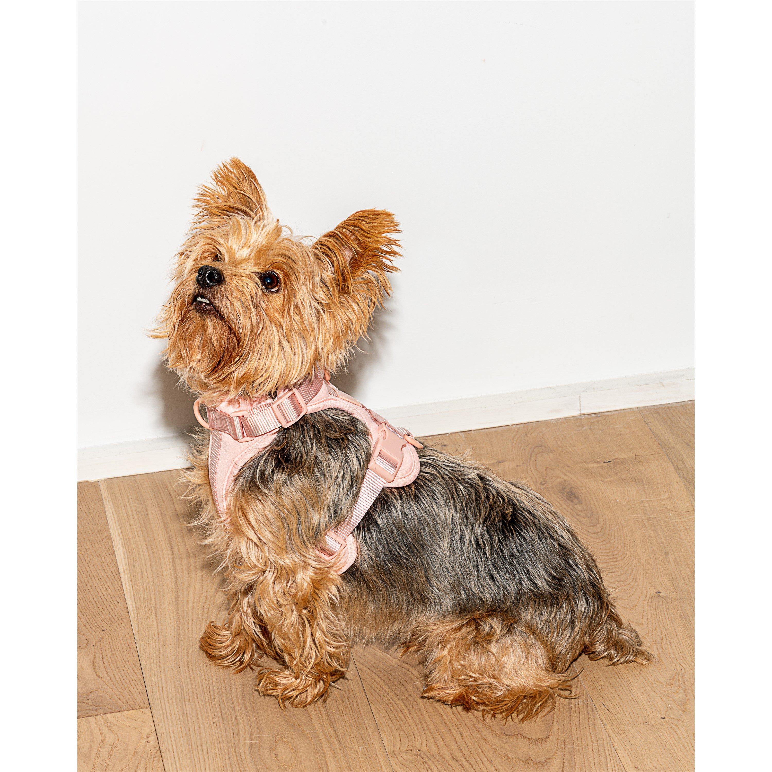 Blush - Wild One - Dog Harness