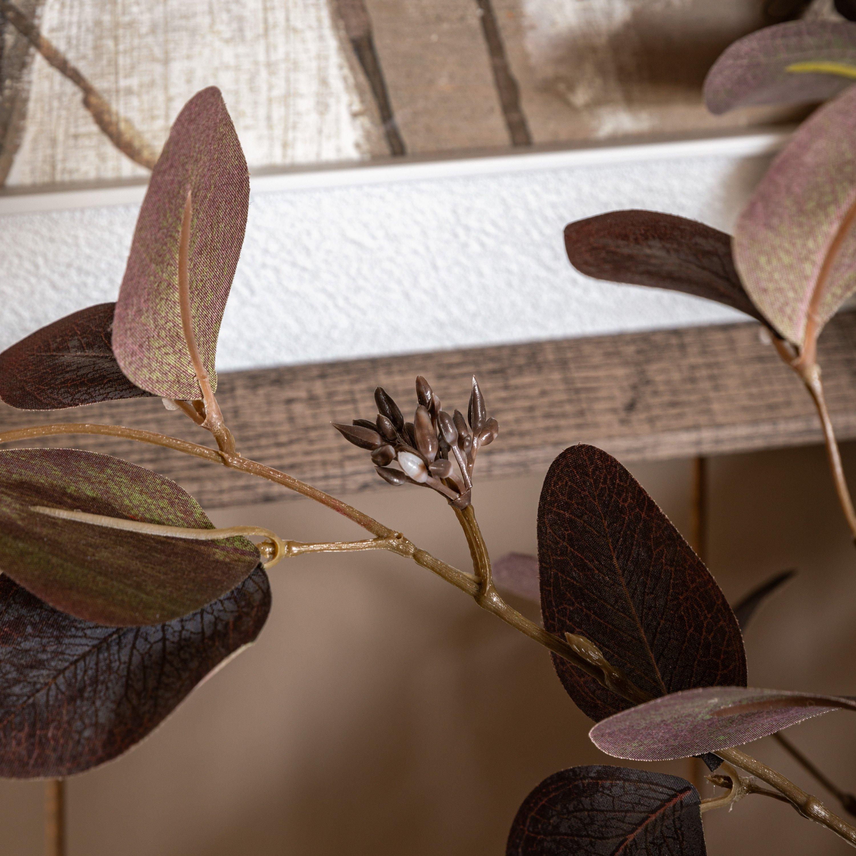 750mm - Gallery - Gallery 5 Pk Eucalyptu 64 - 2
