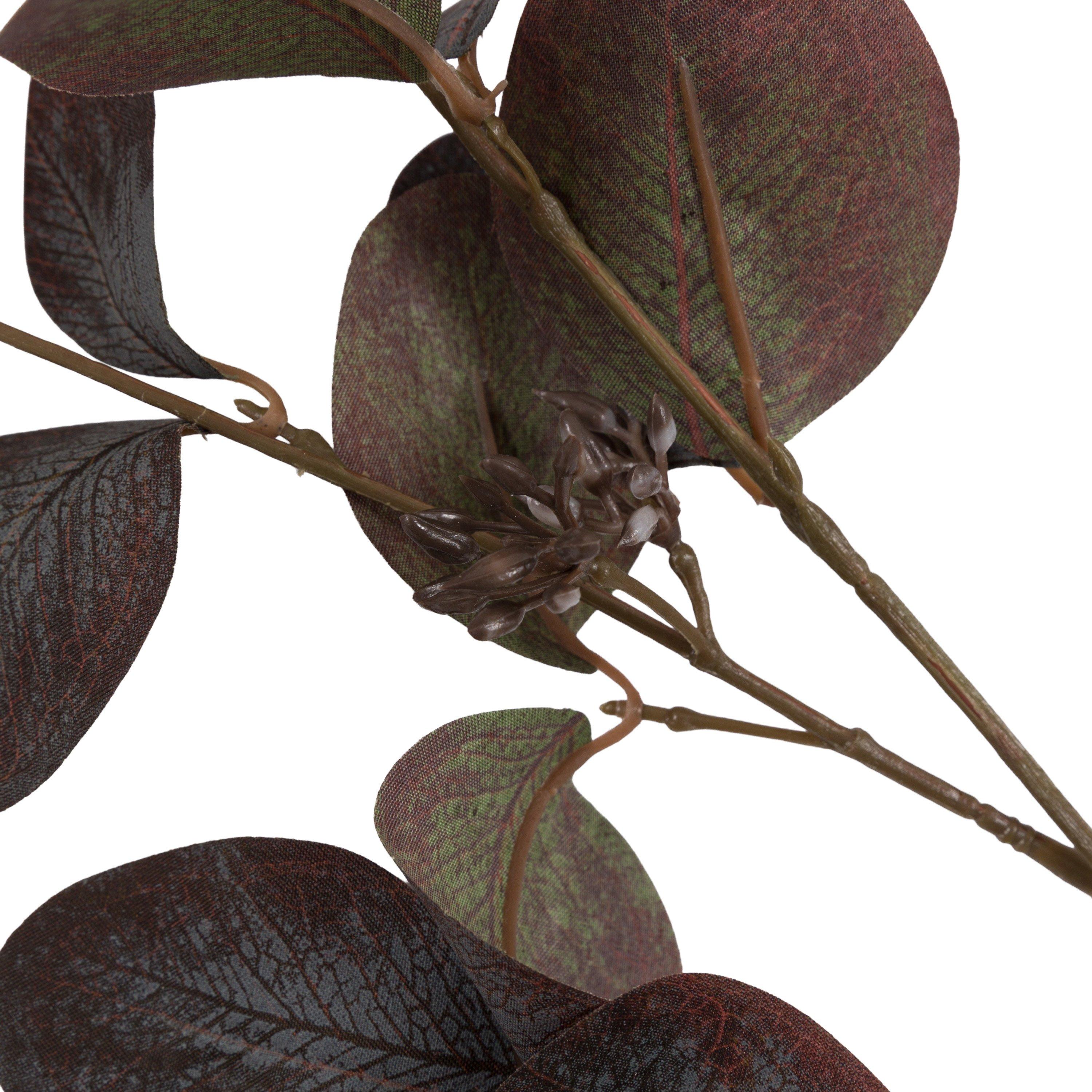 750mm - Gallery - Gallery 5 Pk Eucalyptu 64 - 4